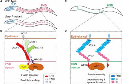 Neurite Branching Regulated by Neuronal Cell Surface Molecules in Caenorhabditis elegans